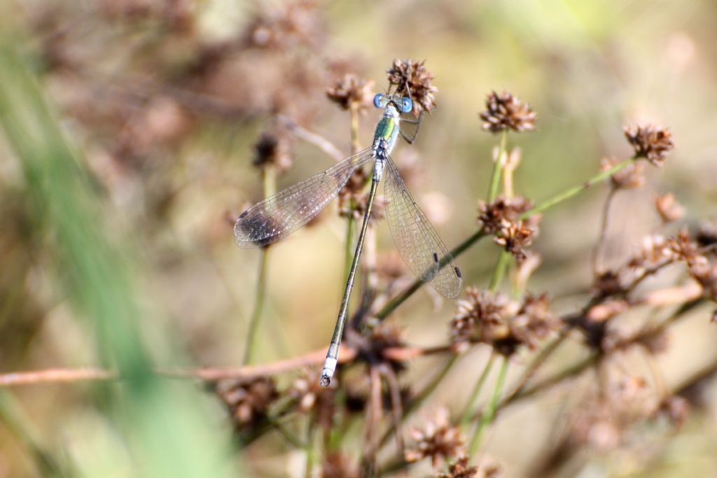 Lestes sponsa maschio?  S